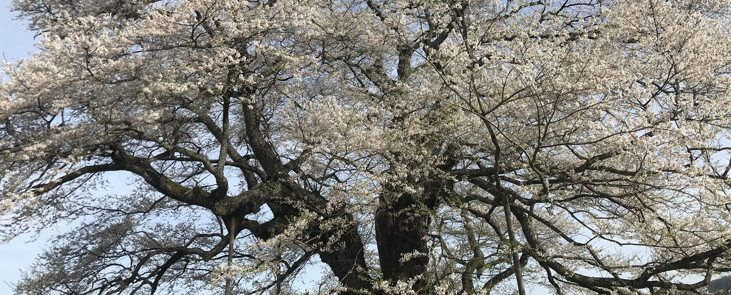 落合地区醍醐桜満開